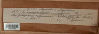 Gymnosporangium confusum image